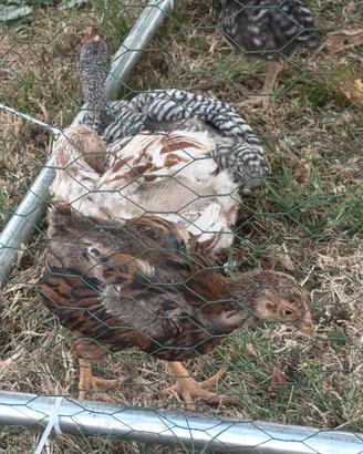 Gallina galli