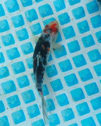 Carpa koi showa
