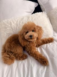 Barboncino Mini Toy per accoppiamento