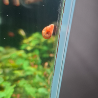 Lumaca planorbarius red