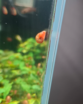 Lumaca planorbarius red