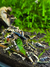 Caridine galaxy black ,spotted