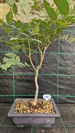 Bonsai di Glicine ( Wisteria Sinensis ) 106