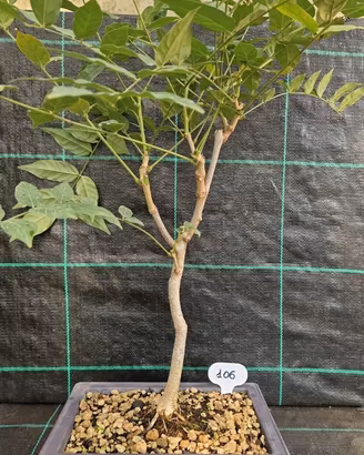 Bonsai di Glicine ( Wisteria Sinensis ) 106
