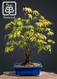 bonsai 