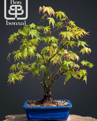 bonsai 