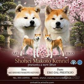 Cuccioli Akita Inu