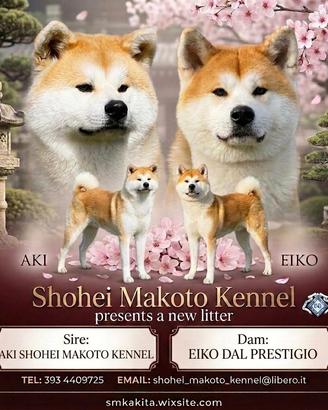 Cuccioli Akita Inu