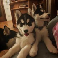 Husky siberian