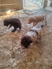 Lagotto romagnolo 