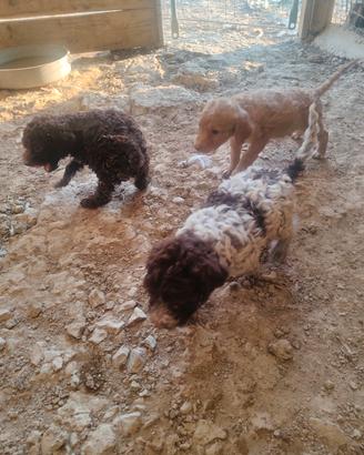 Lagotto romagnolo 