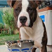 Chico Amstaff Maschio per monta