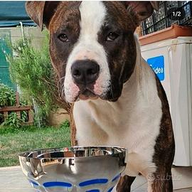 Chico Amstaff Maschio per monta