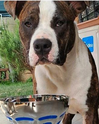 Chico Amstaff Maschio per monta