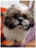 cuccioli-di-shih-tzu