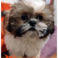 Cuccioli di SHIH TZU