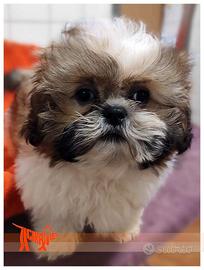 Cuccioli di SHIH TZU