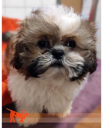 Cuccioli di SHIH TZU