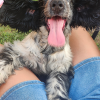 Cucciola di cocker inglese pedigree Enci