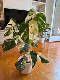 Monstera deliciosa “Albo Variegata”