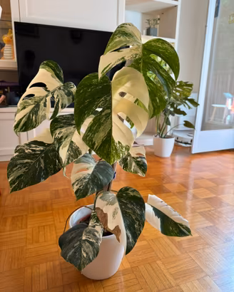 Monstera deliciosa “Albo Variegata”