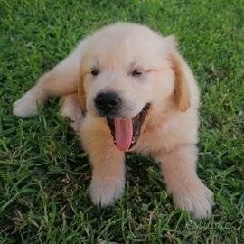 Cuccioli Golden Retriever