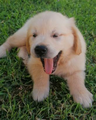 Cuccioli Golden Retriever