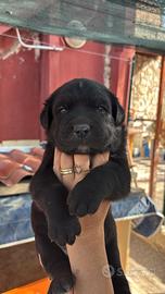 Cane corso