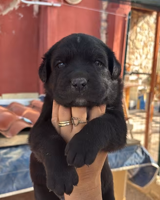 Cane corso
