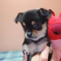 Chihuahua toy