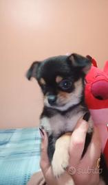 Chihuahua toy