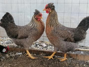 Galline legbar