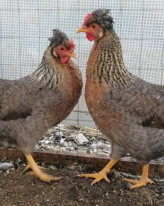 Galline legbar