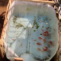 Pesci Rossi e carpe koi