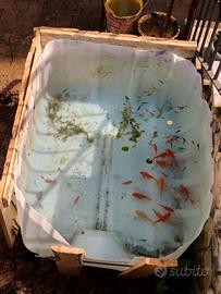 Pesci Rossi e carpe koi