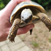 Tartaruga da terra femmina