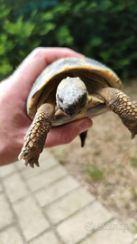 Tartaruga da terra femmina