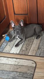 Vendita cucciola bulldog francese