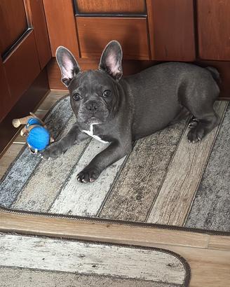Vendita cucciola bulldog francese