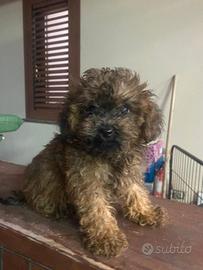 barboncino maltipoo 