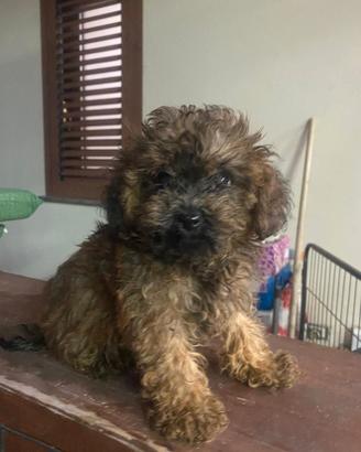 barboncino maltipoo 