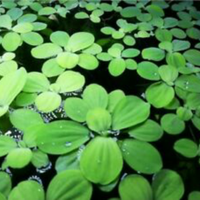 Piante Pistia Stratiotes, Cavolo del Nilo
