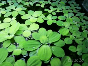 Piante Pistia Stratiotes, Cavolo del Nilo