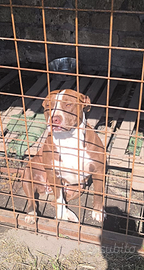 Pitbull Red nose femmina