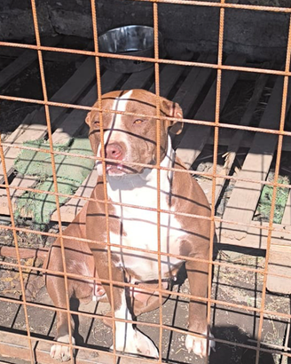 Pitbull Red nose femmina