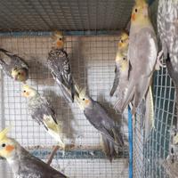 Pappagalli calopsite