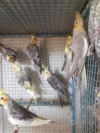 Pappagalli calopsite