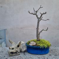 Bonsai di Frassino