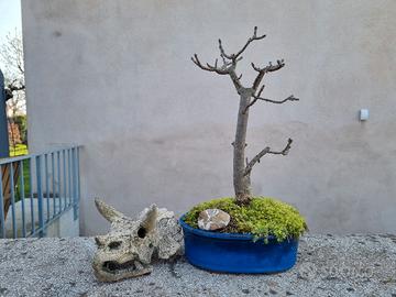 Bonsai di Frassino