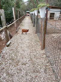 Mouton d osseant , pecore nane